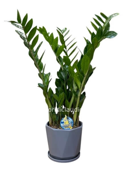 Pianta Zamia 