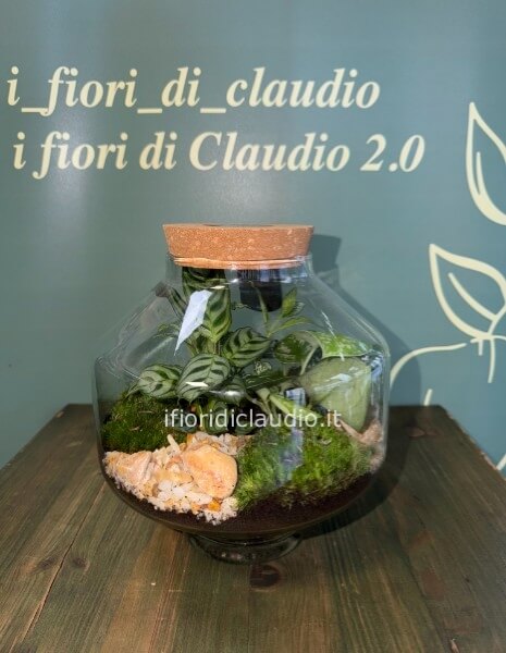 🌿 TERRARIUM DI PIANTE MISTE