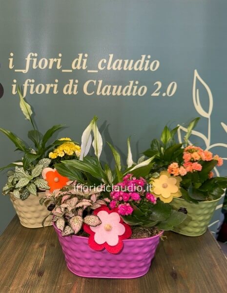 🌿 COMPOSIZIONE DI PIANTE MISTE CON VASO IN LATTA