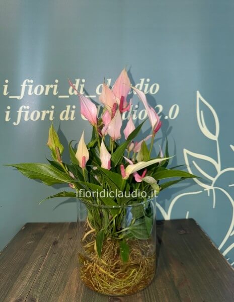 🌸 ANTHURIUM ROSA ACQUATICO 