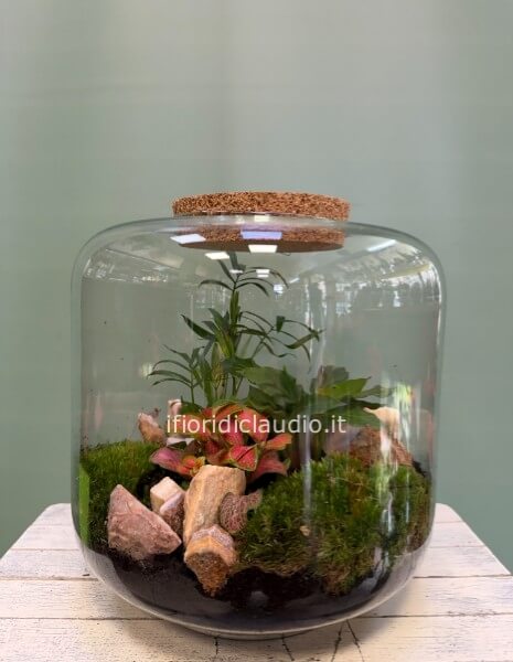 🌿 TERRARIUM DI PIANTE MISTE